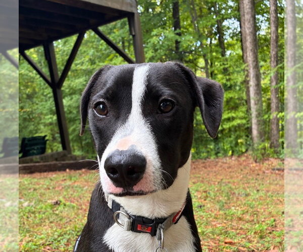 Medium Photo #1 American Pit Bull Terrier-Border Collie Mix Puppy For Sale in Holly Springs, NC, USA