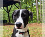 PoBoy - Zoey's Litter - Male American Pit Bull Terrier-Border Collie Mix Dog for Adoption - Small photo