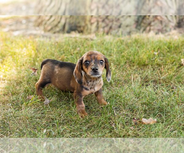 Medium Photo #16 Dachshund Puppy For Sale in NAPPANEE, IN, USA