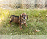 Small #2 Dachshund