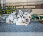 Small Photo #10 French Bulldog Puppy For Sale in SUGARCREEK, OH, USA