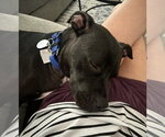Small American Staffordshire Terrier Mix