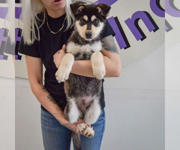 Medium Photo #4 Siberian Husky-Unknown Mix Puppy For Sale in Huntley, IL, USA