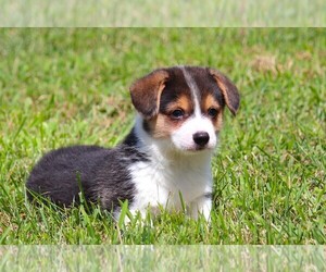 Pembroke Welsh Corgi Puppy for Sale in FORT MADISON, Iowa USA