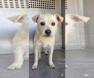 Mutt Dogs for adoption in El Centro, CA, USA