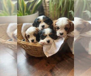 Cavalier King Charles Spaniel Puppy for sale in ACCIDENT, MD, USA