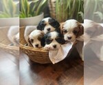 Small Photo #1 Cavalier King Charles Spaniel Puppy For Sale in ACCIDENT, MD, USA