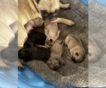 Small #7 French Bulldog