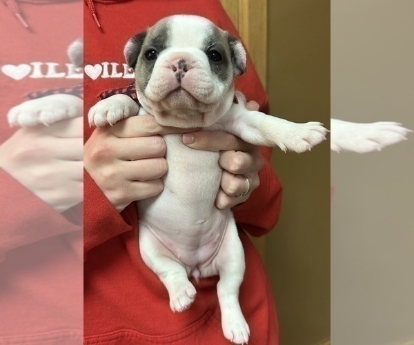 Medium Photo #9 French Bulldog Puppy For Sale in WEXFORD, PA, USA