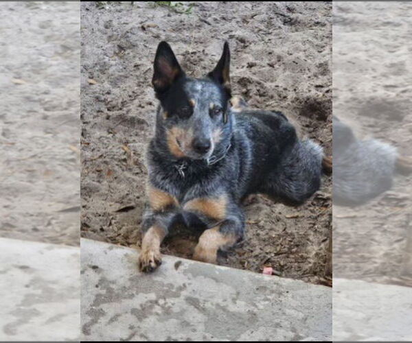 Medium Photo #1 Mutt Puppy For Sale in Royal Palm Beach, FL, USA