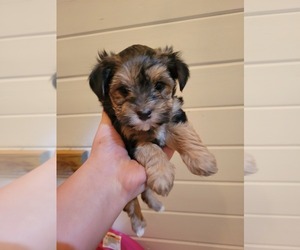 Morkie Puppy for sale in NEWBORN, GA, USA