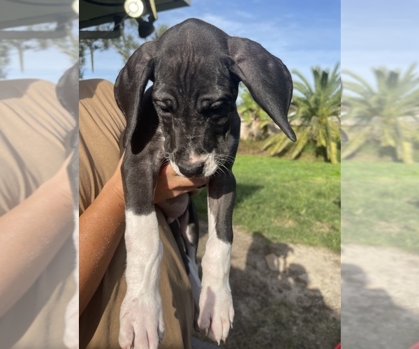 Medium Photo #7 Great Dane Puppy For Sale in PENSACOLA, FL, USA