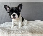 Puppy Bessie French Bulldog