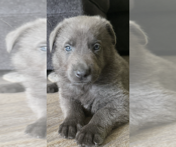 Medium Photo #6 German Shepherd Dog Puppy For Sale in RUCKERSVILLE, VA, USA
