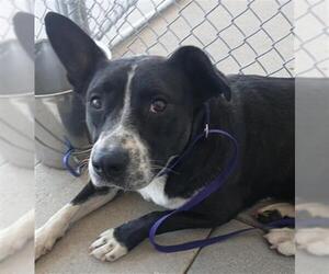 American Pit Bull Terrier Dogs for adoption in Bakersfield, CA, USA