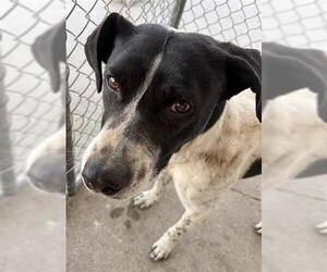 Pointer Dogs for adoption in Bakersfield, CA, USA