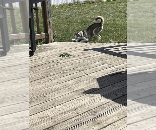 Medium Photo #4 Siberian Husky Puppy For Sale in CROWN POINT, IN, USA