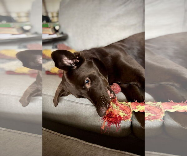 Medium Photo #6 Labrador Retriever-Unknown Mix Puppy For Sale in Wheaton, IL, USA