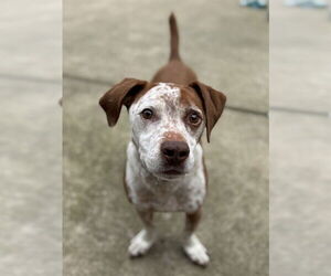Beagle-Pointer Mix Dogs for adoption in Sacramento, CA, USA