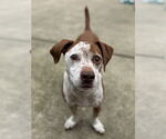 Small Beagle-Pointer Mix