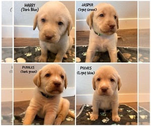 Labrador Retriever Puppy for sale in VANCOUVER, WA, USA