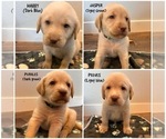 Small Labrador Retriever