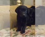 Small Photo #12 Labrador Retriever Puppy For Sale in ORANGE, MA, USA