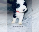 Small Photo #5 Sheepadoodle Puppy For Sale in CORYDON, IN, USA