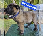 Puppy Puppy 1 dark b German Shepherd Dog-Malinois Mix