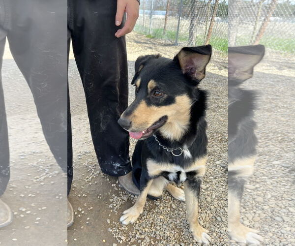 Medium Photo #7 Mutt Puppy For Sale in Emmett, ID, USA