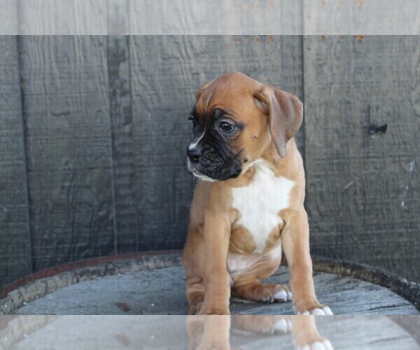 Medium Photo #11 Boxer Puppy For Sale in SHIPSHEWANA, IN, USA