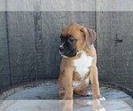 Small Photo #11 Boxer Puppy For Sale in SHIPSHEWANA, IN, USA