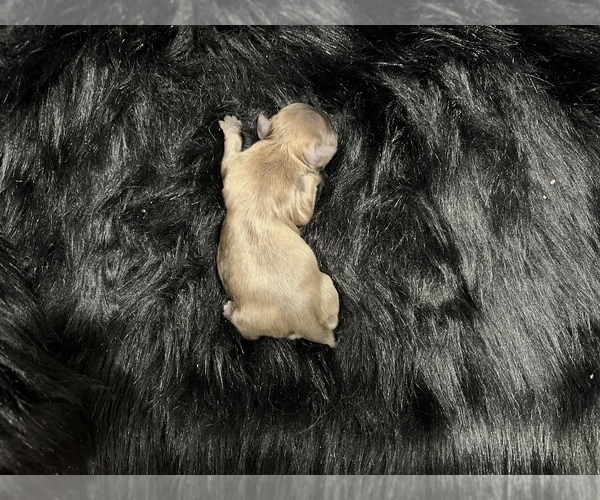 Medium Photo #4 Shih Tzu Puppy For Sale in HAYWARD, CA, USA