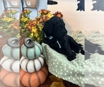 Small Photo #2 Poodle (Standard) Puppy For Sale in SIMPSONVILLE, SC, USA