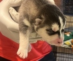 Small Photo #2 Siberian Husky Puppy For Sale in FEDERAL WAY, WA, USA