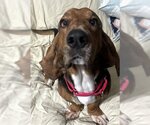 Small Photo #4 Basset Hound Puppy For Sale in Deepwater, NJ, USA