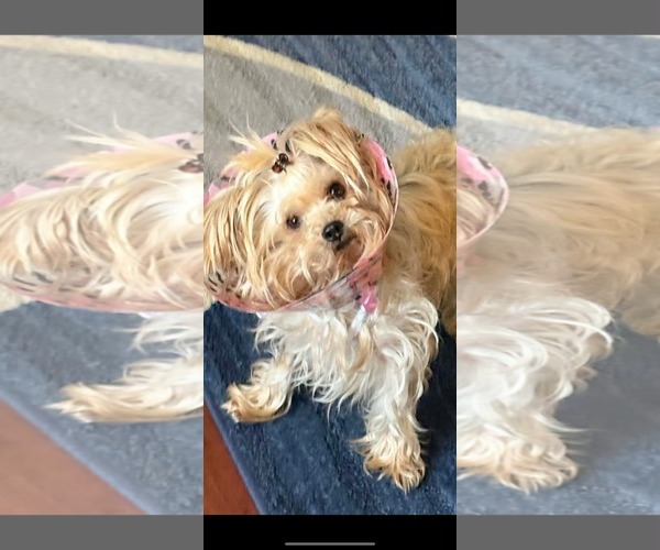 Medium Photo #2 Mutt Puppy For Sale in Dallas, TX, USA