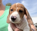 Small #2 Dachshund