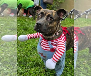 Joecee - Female American Pit Bull Terrier-Unknown Mix Dog for Adoption - Photo #3