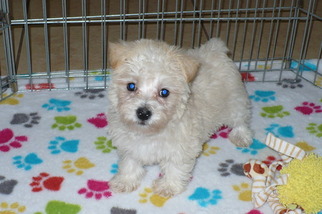 Wee-Poo Puppy for sale in ORO VALLEY, AZ, USA