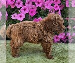 Small Photo #2 Poodle (Toy) Puppy For Sale in ARTHUR, IL, USA