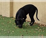 Small Photo #14 American Pit Bull Terrier Puppy For Sale in Pompano Beach , FL, USA