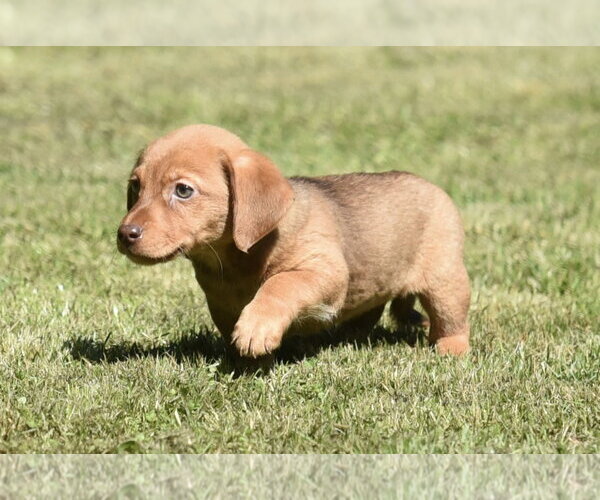 Medium Photo #5 Dachsador Puppy For Sale in Mechanicsburg, PA, USA