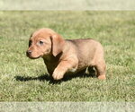 Small #4 Dachsador