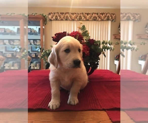 Medium Photo #3 Golden Retriever Puppy For Sale in WEBSTER CITY, IA, USA