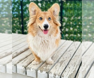 Pembroke Welsh Corgi Puppy for sale in EASTVALE, CA, USA