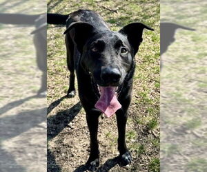 Labrador Retriever-Unknown Mix Dogs for adoption in Olathe, KS, USA
