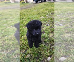 German Shepherd Dog Puppy for sale in LAKE STEVENS, WA, USA