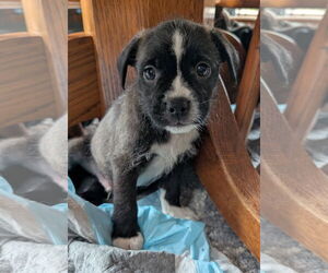 Bearded Collie-Unknown Mix Dogs for adoption in Des Moines, IA, USA