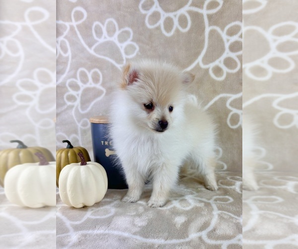 Medium Photo #6 Pomeranian Puppy For Sale in INDIANAPOLIS, IN, USA